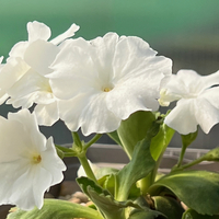 Primula x 'Blindsee'